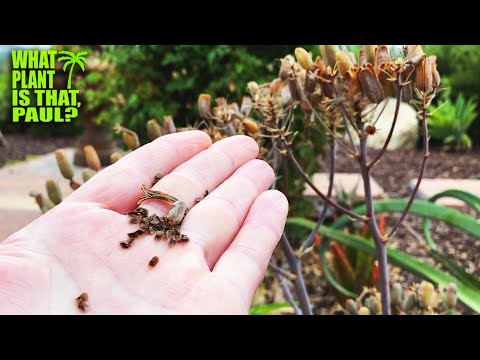Video: Aloë uit zaden kweken: leer hoe u aloë-zaden kunt verzamelen om te planten
