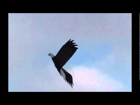 Vector Kite Eagle - ab sofort lieferbar