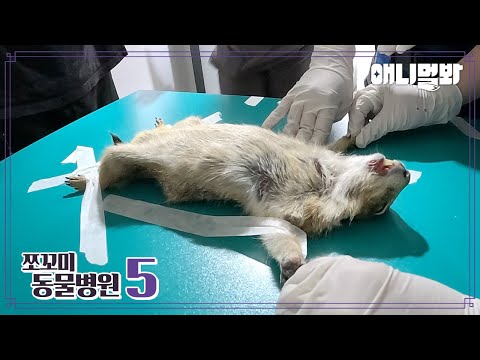 [쪼동5] 내원 환자 : 프레리도그 푸님ㅣ[Animal Hospital for Tiny Animals 5] Patient : Prairie Dog Poo