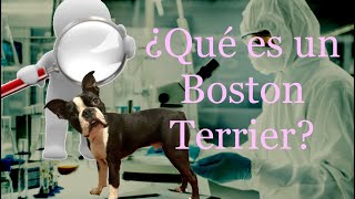 Parte 11. ¿Que es un Boston Terrier?