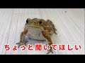 ちょっと真面目な話。生き物ではなく私の動画についての。