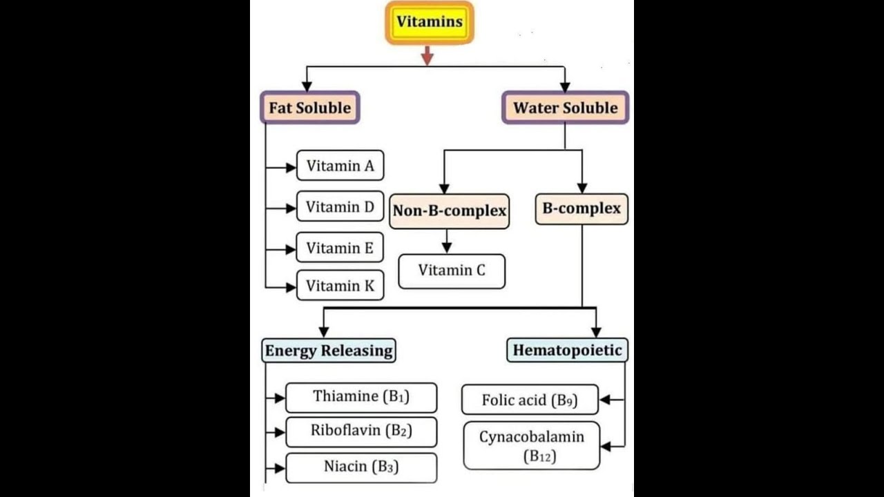 Animal kingdom...... - YouTube