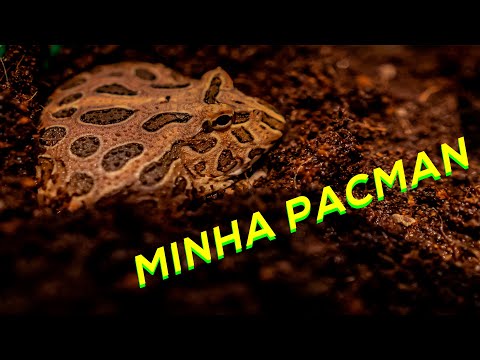 Vídeo: Cientista Encontra Sapo Dentro De Uma Rã Durante Tomografia Computadorizada - Pac Man Frog Come Frog