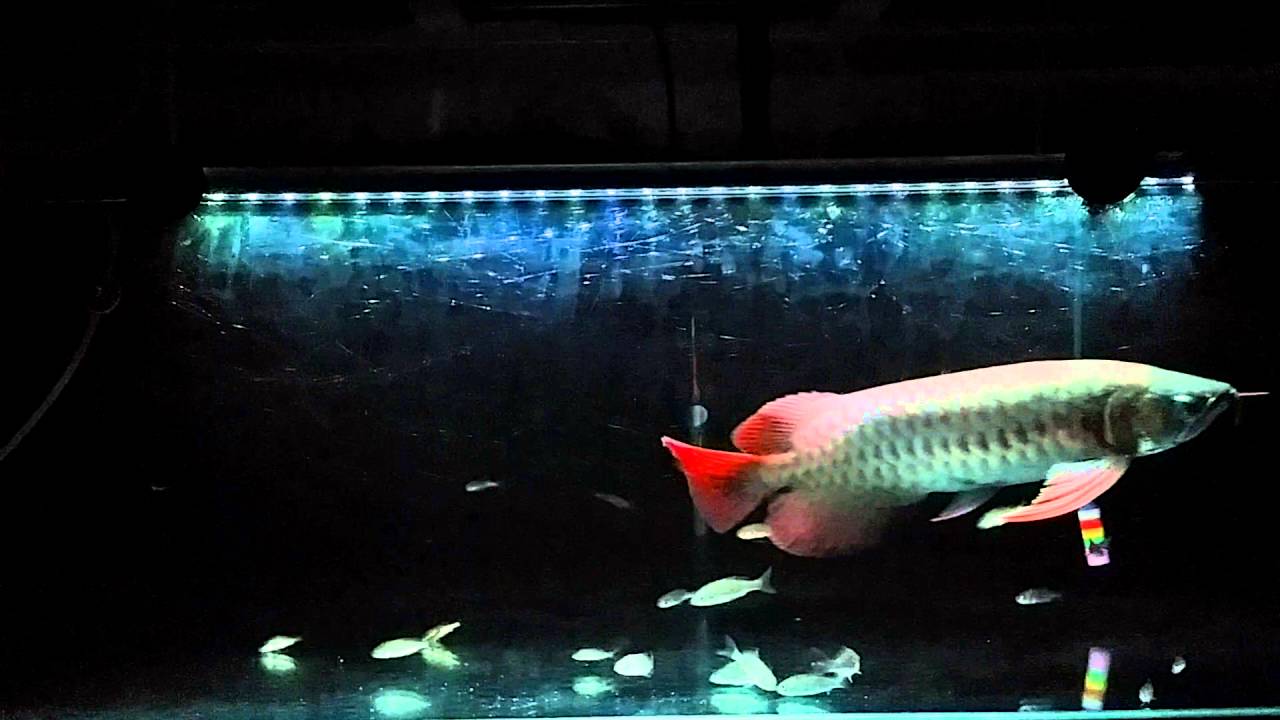 IKAN KELISA MERAH - AQUARIUM DI PEJABAT SEKOLAH - YouTube