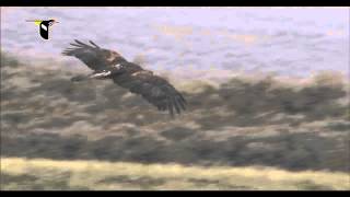 Golden Eagle Flying Through Snow