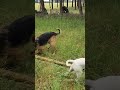 Diesel Found A Stick