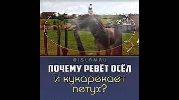 Почему ревет осёл и кукарекает петух?