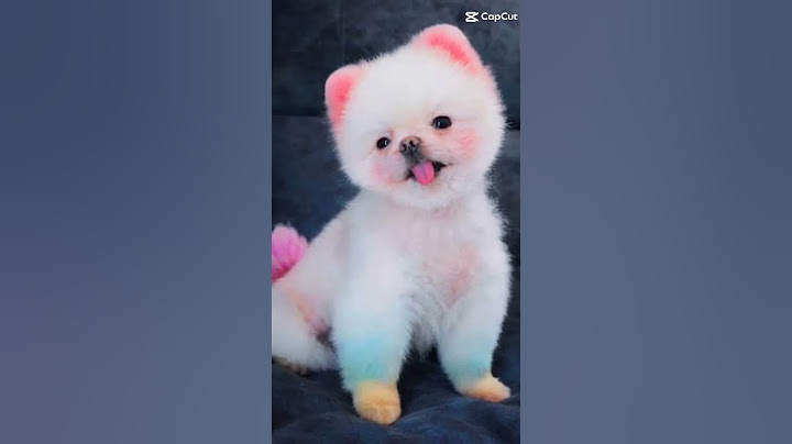 แก๊งหมี