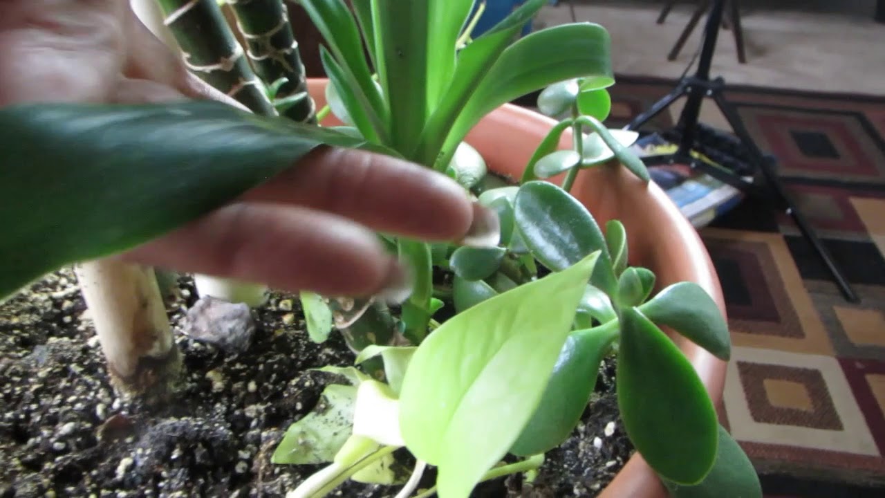 Corn Plant! It's touching the ceiling!! (Dracaena) 