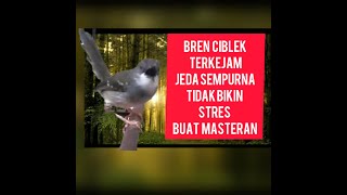 MASTERAN CIBLEK FAVORIT BREN  ISTIMEWA JEDA TERBAIK TIDAK BIKIN BURUNG STRESSSSSS