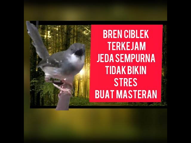 MASTERAN CIBLEK FAVORIT BREN  ISTIMEWA JEDA TERBAIK TIDAK BIKIN BURUNG STRESSSSSS class=