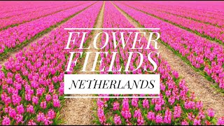 COLORFUL FLOWER FIELDS  NETHERLANDS   March 2024