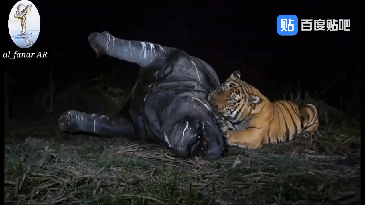 тигр носорог слон бегемот. индийский носорог против тигра. индийский буйвол. носорог и тигр. сафари тайган тигрята.