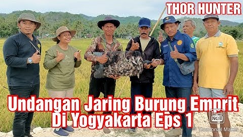 Undangan jaring Burung Emprit Di Yogyakarta Eps 1