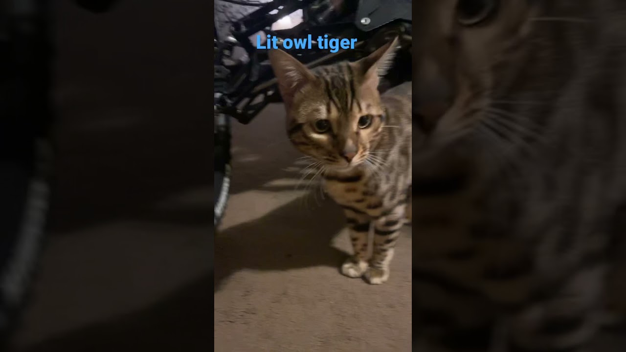 Lit owl tiger