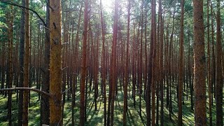 Hohe Waldbrandgefahr in Brandenburg