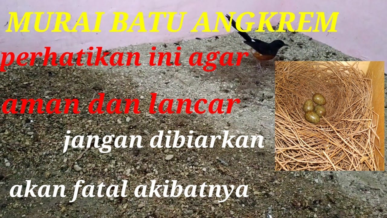 MURAI MENGERAM, ANGKREM.PERHATIKAN AGAR BERHASIL
