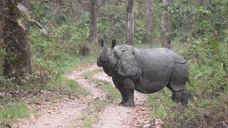 Nepal - Safari in Chitwan| Rhino block the Road| Nepal wildlife tour | rhino in nepal| Nepal tour