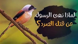 طائر الصرد  - الطائر الجزار