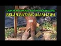 CARA AGAR PANGKAL BATANG ASAM JAWA MEMBENGKAK