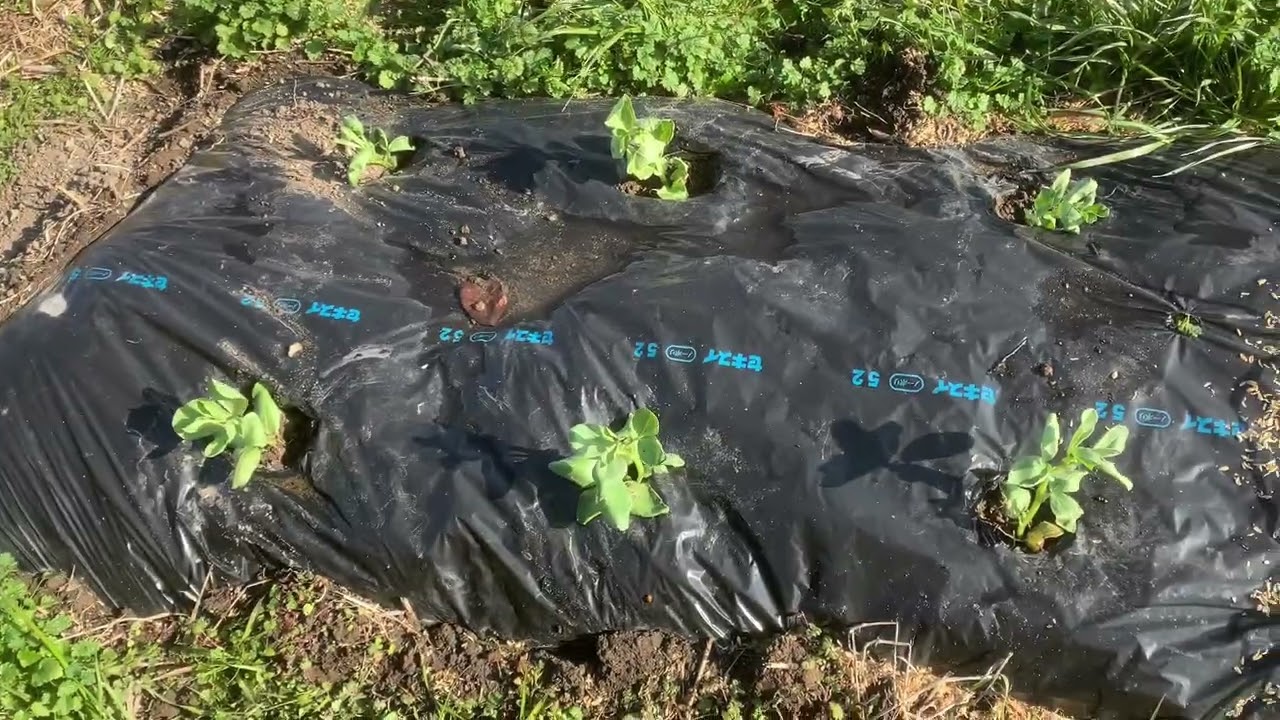 一週間ぶりの畑です。今日は、暖かいです。