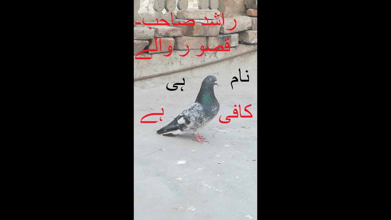 Rashid Sb 306 4343469 Kasur All Breeds - YouTube