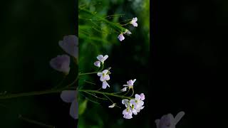 Download Lagu pal ek pal - arjit singh | 4k🍃 nature status | pal ek pal status 🦋#shorts #trending #jalebi #pal MP3