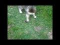 Cat catches and eats a mouse  maka ulovila mia