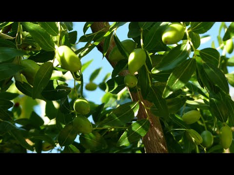 Video: Xylella a olivy – Co dělat s olivovníkem s Xylellou