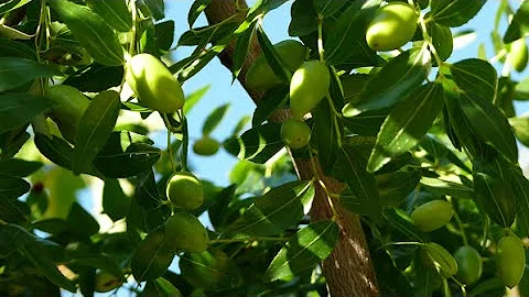 Xylella fastidiosa: how to eradicate the olive tree killer?