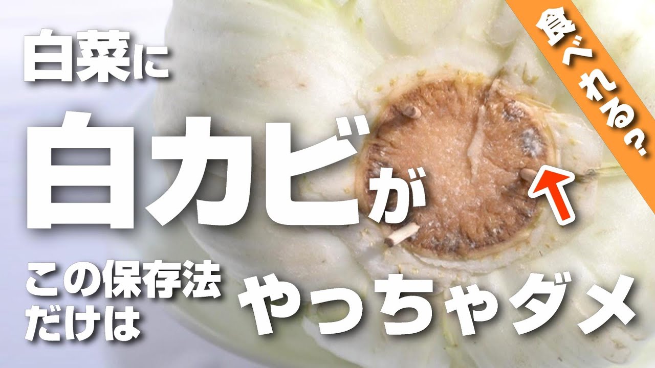白菜に白カビが!この保存法だけはやっちゃダメ!ちなみにまだ食べれるの? - YouTube