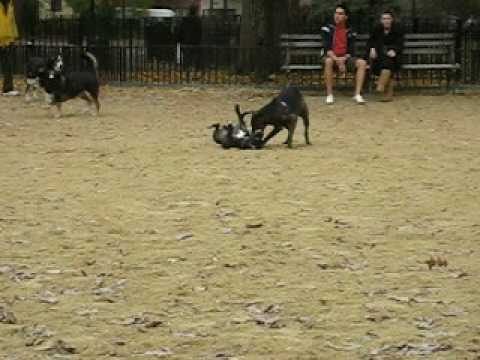 Staffordshire Bull Terrier Tevez at Dog Run, Tompk...