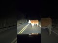 Cow Blocks Highway - Trucker's Close Call!