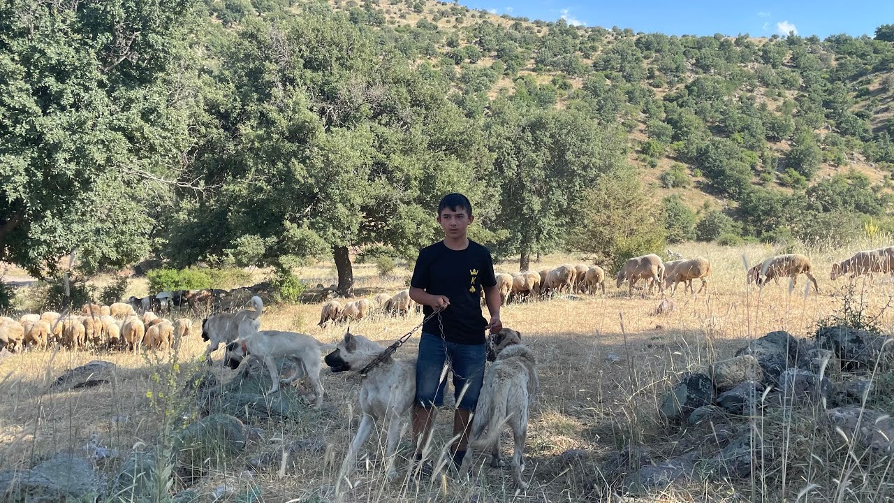 16 YAŞINDA YAYLADA ÇOBANLIK YAPAN EMİRDAĞLI RAMAZAN