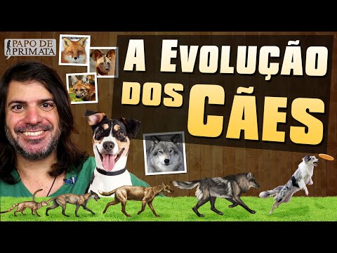 A evolução dos cães