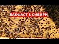 бакфаст на 25 июня настройка улья на медосбор / ограничение матки в одном корпусе рута