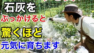 【目からウロコ】ほとんど知らない余った石灰の賢い使い方　　　　【カーメン君】【園芸】【ガーデニング】【初心者】 by 「カーメン君」ガーデンチャンネル 298,632 views 4 days ago 35 minutes