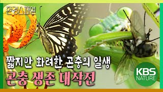 짧지만 화려한 곤충의 일생, 곤충 생존 대작전 [환경스페셜-여름방학 특별기획 곤충, 생존대작전 ] KBS 20050803 방송