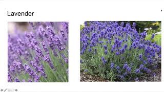 EG Pollinator Gardening Webinar 2020