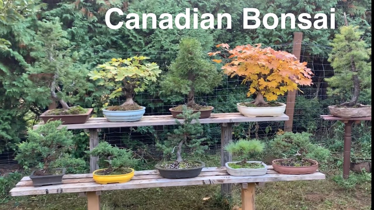 Экскурсия по саду бонсай – осень 2025 г.