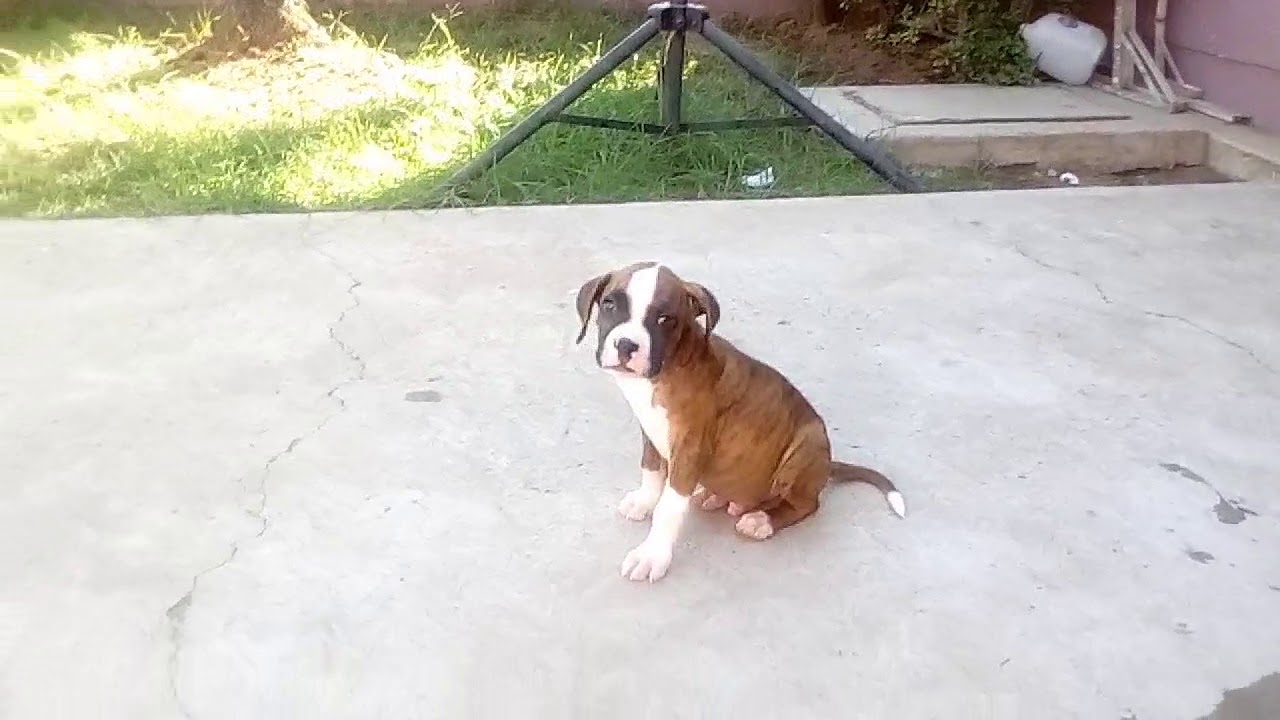 Bóxer atigrado cachorro de 2 meses Khaiser