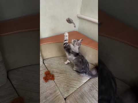 Video 10136971: mainecoon cat cutecat kitten, mainecoon cat kitten pets, mainecoon kitten cute pets, mainecoon kitten playing, pets mouse