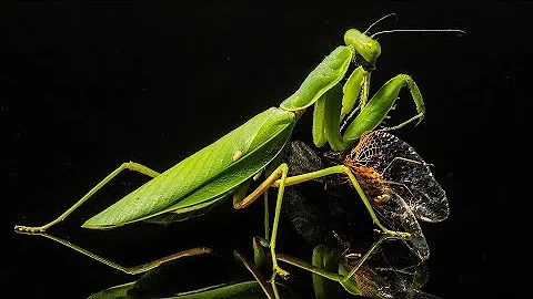 ¿Qué animal se come a su pareja?