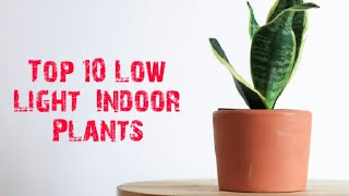 Top 10 Low Light Indoor Plants || Must Watch