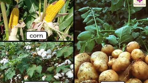 Methods of Irrigation Part 3 | Environmental Studies | Grade 5 | Periwinkle