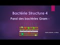 STRUCTURE BACTERIENNE 4 PAROI DES BACTERIES GRAM MOINS -