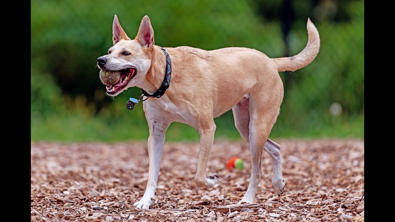 Carolina Dog or American Dingo. Country of origin: United States.