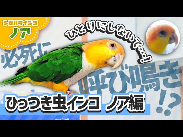 シロハラインコ　アキクサインコ（ルビノー）他 独り身で寂しいアキクサルビノーオス #アキクサインコ #アキクサ
