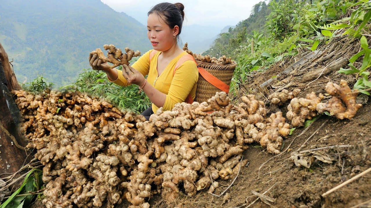 Harvesting Ginger Bring it to the market to sell - Gardening and growing Vegetables | Cooking
