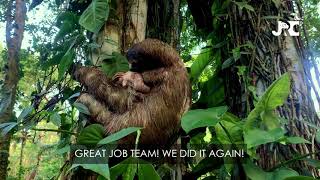 Jaguar Rescue Center | How do we reunite a Baby 3 Toed Sloth back with her mother?